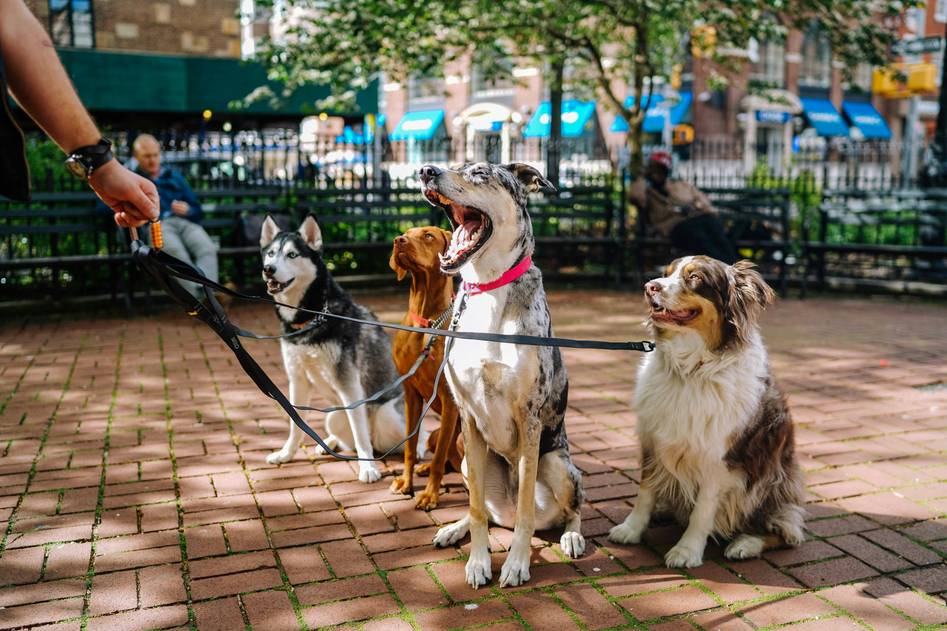 Blog founder observing a group dog training session with notebook in hand