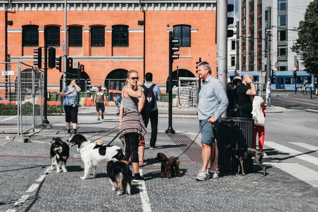 Dog Social Skills Class: 7 Proven Ways to Avoid Costly Mistakes