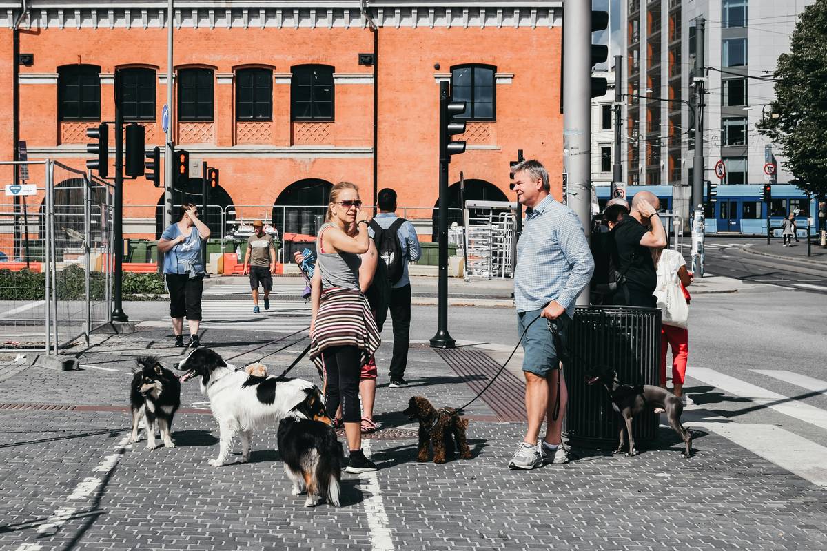 Dog Social Skills Class: 7 Proven Ways to Avoid Costly Mistakes