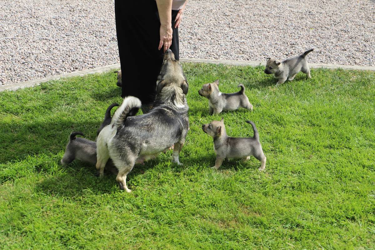 dog social skills class with trainer guiding small group of dogs and owners in a grassy park setting