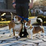 Dog Training Summary: 7 Proven Tips to Avoid Costly Mistakes in Group Classes