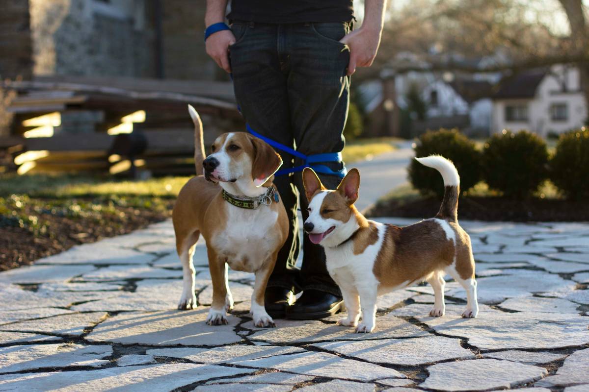 Dog Training Summary: 7 Proven Tips to Avoid Costly Mistakes in Group Classes