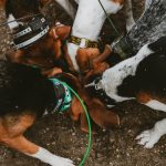 Group Dog Interaction: 7 Proven Tips to Avoid Costly Socialization Mistakes