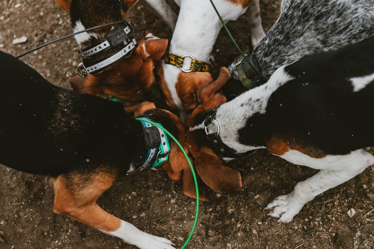 Group Dog Interaction: 7 Proven Tips to Avoid Costly Socialization Mistakes