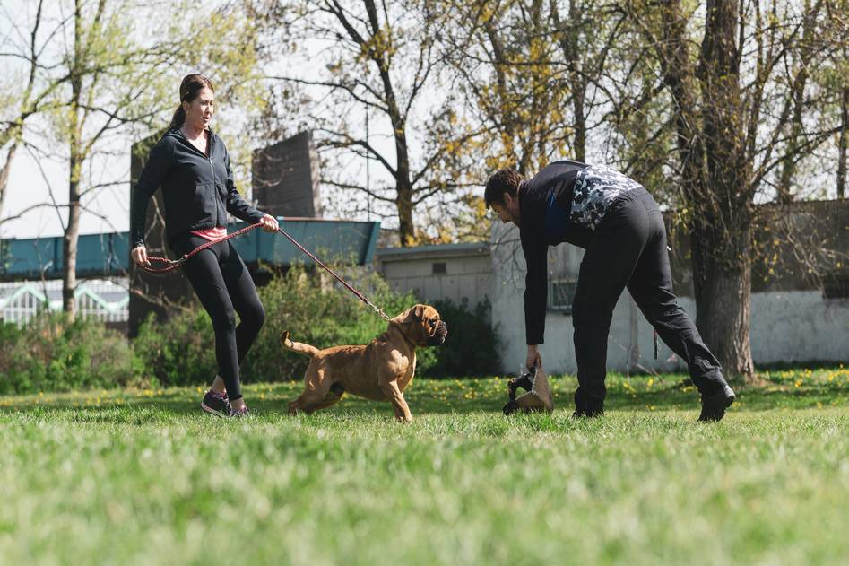Group dog training class with multiple owners practicing recall commands with their dogs in a grassy park