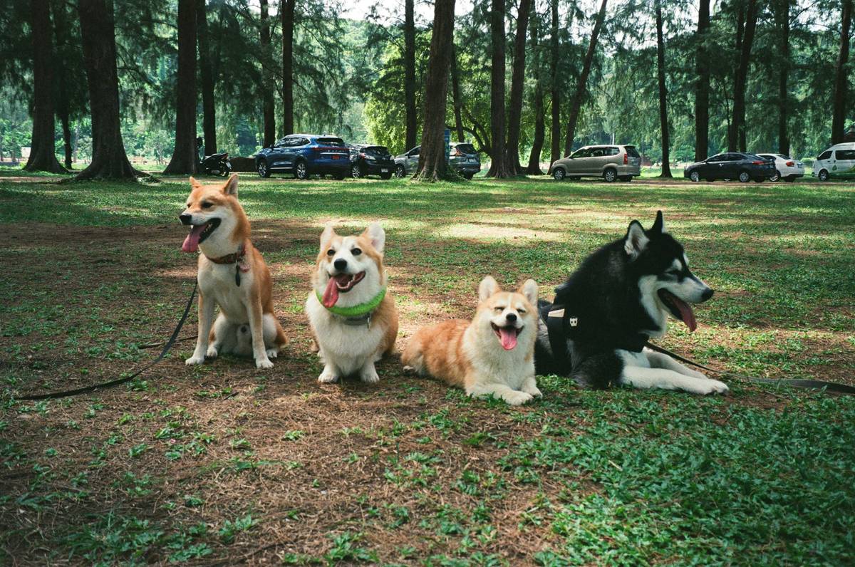dog training summary showing handwritten notes next to a golden retriever practicing sit-stay in a group class