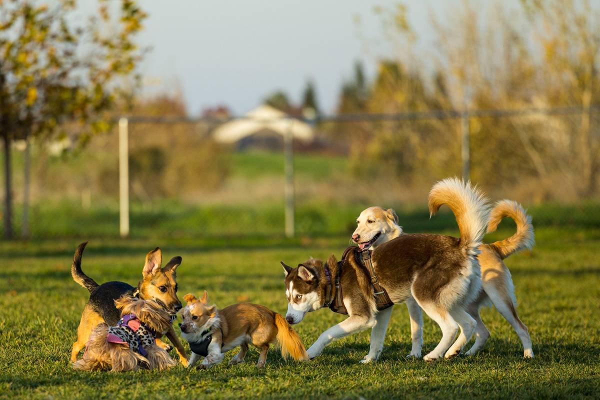 A controlled group dog interaction session with five leashed dogs sitting calmly while trainers guide owners through social cues