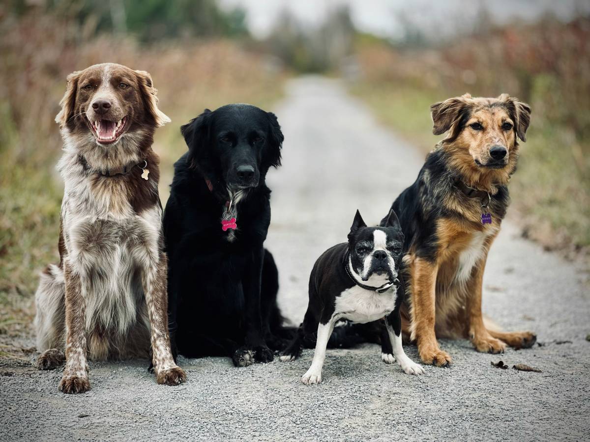 Dog sitting calmly during a group training class showing pet training progress