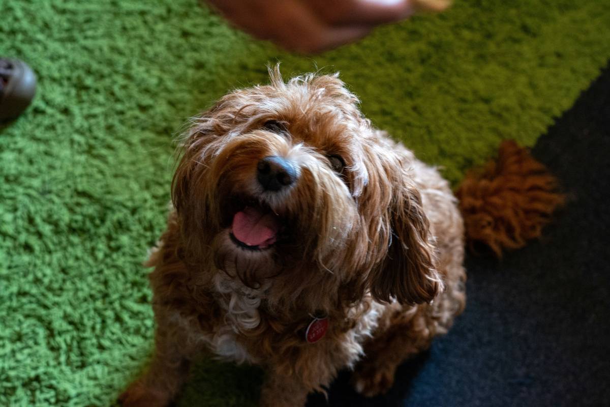 Dog sitting calmly in group training class with owner holding treat, illustrating pet training outcomes