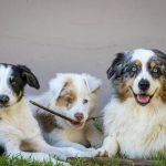 Obedience Class Format: 7 Proven Tips to Avoid Costly Group Training Mistakes