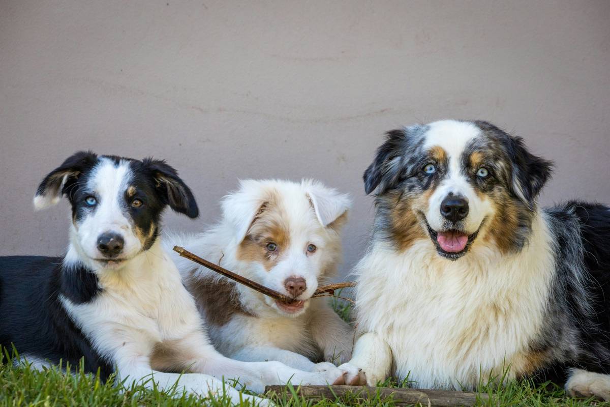 Obedience Class Format: 7 Proven Tips to Avoid Costly Group Training Mistakes