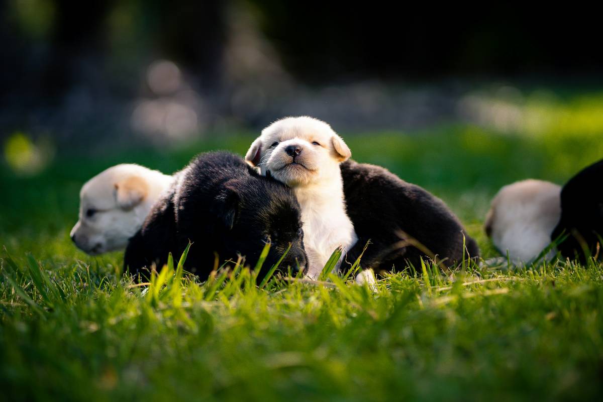 Puppy Group Bonding: 7 Proven Tips to Avoid Costly Socialization Mistakes