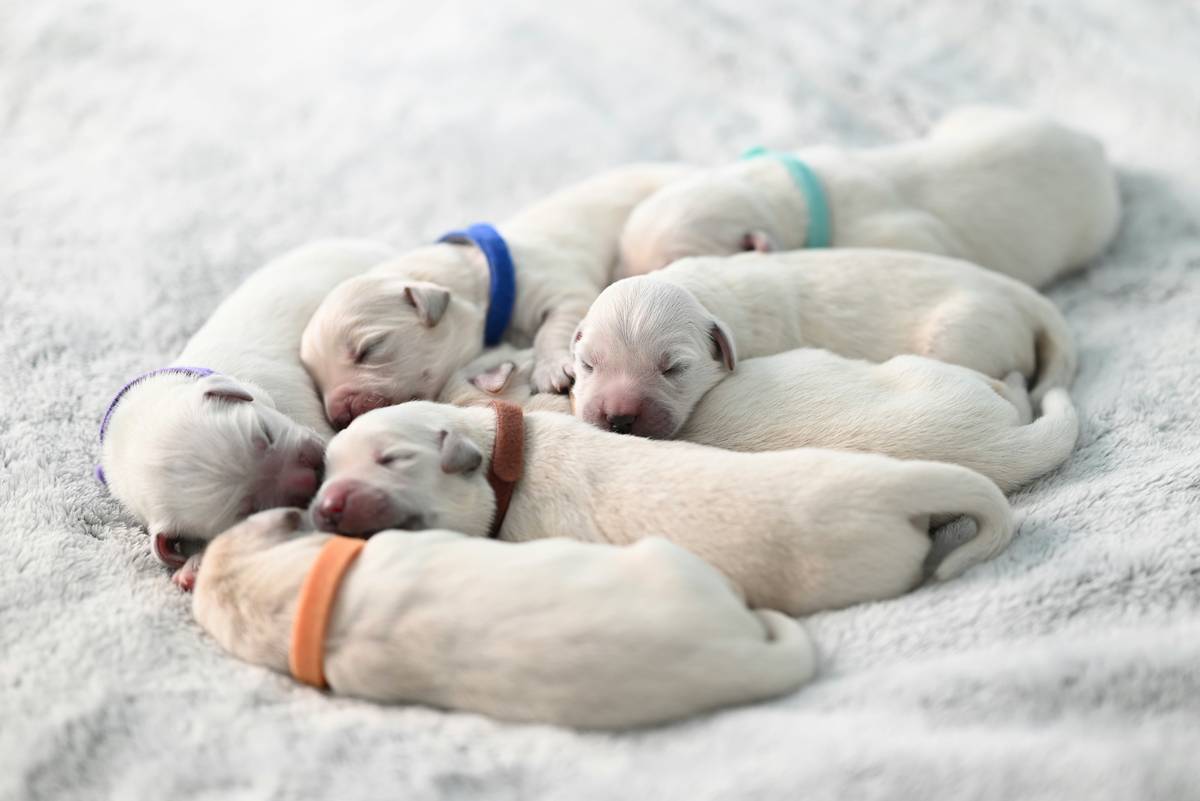 puppy group bonding during supervised play session with trainer and multiple young dogs interacting positively